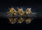 Haider Chisty - Three Wasps.jpg